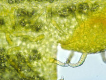 きゅうりの花びら（400倍）の顕微鏡写真　フリー素材