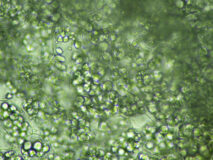 さつまいもの可食部（400倍）の顕微鏡写真　フリー素材