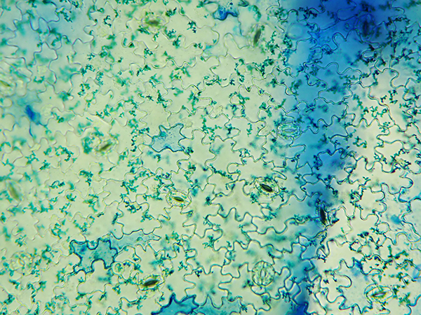 レタスの葉 400倍 の顕微鏡写真2 フリー素材 コトミルmicro