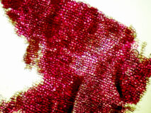 サツマイモの皮（400倍）の顕微鏡写真　フリー素材