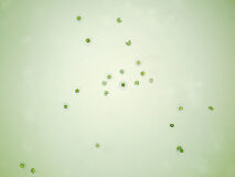 杉の花粉2（100倍）の顕微鏡写真　フリー素材